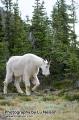 _IGP6622 mountain goat by forest